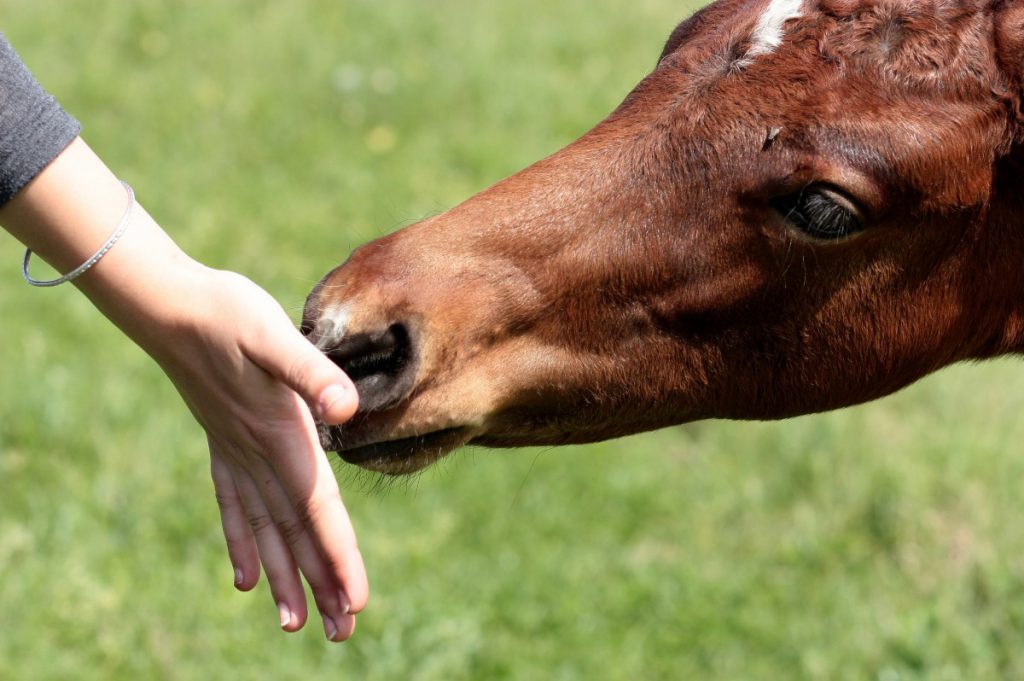 Bij clickertrainen staat belonen centraal, maar ook hardop zeggen tegen je paard dat hij het goed heeft gedaan, en moeilijke oefeningen in héle kleine stukjes knippen en dan stap voor stap weer opbouwen. Clickertraining is spelenderwijs leren, in een strak en correct stappenplan.