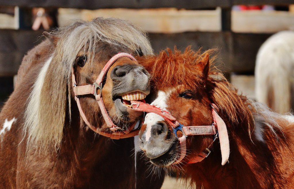 Efficiënt paarden trainen is één ding - maar wat als je ook ethisch wil trainen? Dan gaat het er niet om welke methode je gebruikt. Het enige wat dan telt, is wat je paard er van vindt. 
En vanuit mensenspellen weten we dat als de speler het spel leuk vindt, er wel héél efficiënt wordt geleerd.