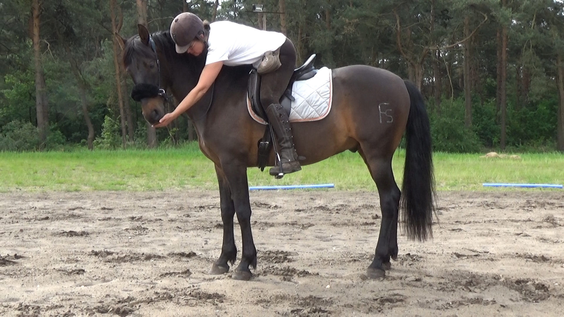 Iedereen met een beetje hart vindt het logisch om paarden belonend te trainen, niet straffend. Maar wat ‘belonen’ eigenlijk is, en hoe belonend training dan wel zou moeten zijn, daarover verschillen de meningen.